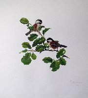 Chestnut-Backed Chickadee