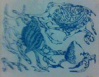 Untitled (Seashells)