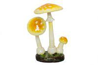 Amanita Muscaria (Eastern)