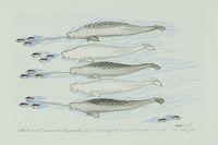 The Narwal, Beluga, and Arctic Char, ... Two Lucky Fish