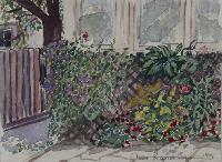 Clematis