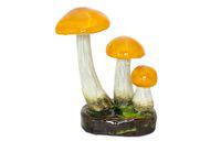 Boletus Aurantiacus