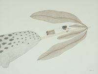 Untitled Narwhal