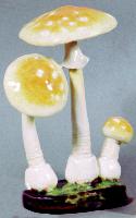 Amanita Muscaria (Eastern)
