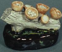 Crucibulum Vulgare