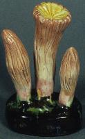 Clavaria Truncata