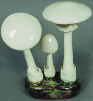 Amanita Verna