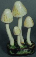 Galera Lateritia