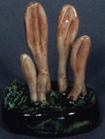 Clavaria Ligula