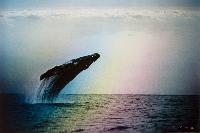 Maui, Haven Of The Humpback