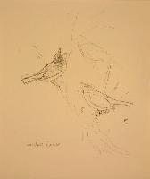 Audubon's Warbler