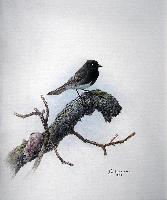 Black Phoebe