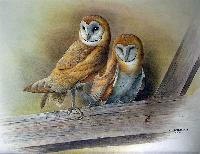 Barn Owls