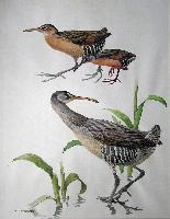Clapper, King and Virginia Rails