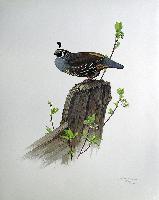California Quail