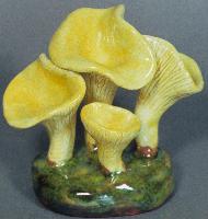 Cantharellus Viscidus
