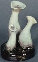 Clitocybe Clavipes
