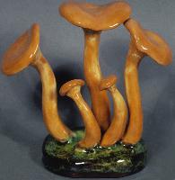 Clitocybe Illudens