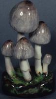 Coprinus Quadrifidus