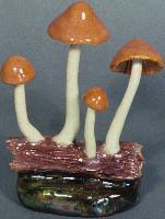 Conocybe Siligincoides