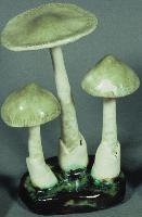 Amanitopsis Umbrinolutea