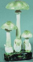 Amanita Phalloides