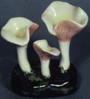 Clitopilus Orcella