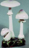 Amanita Porphyria