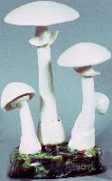 Amanita Virosa