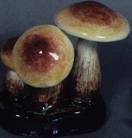 Boletus Edulis