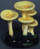 Cantharellus Nitidus