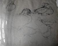 Falcated Teal