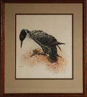 Common Loon