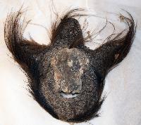 Hat (skull of wild pig motif)