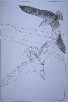 Untitled (Herring Gull)