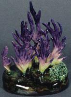 Clavaria Amethystina