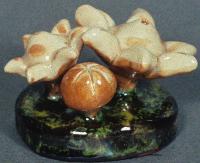Geaster Saccatum