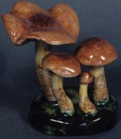 Cortinarius Cinnamoneus