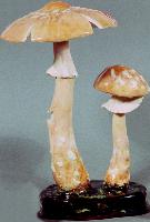 Amanita Rubescens