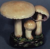 Agaricus Campestris