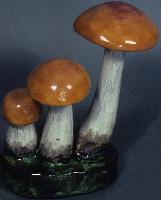 Boletus Aurantiacus