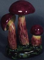 Boletus Bicolor