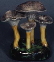 Cantharellus Tubaeformis